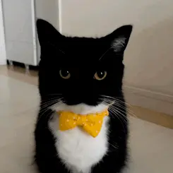 GPOY